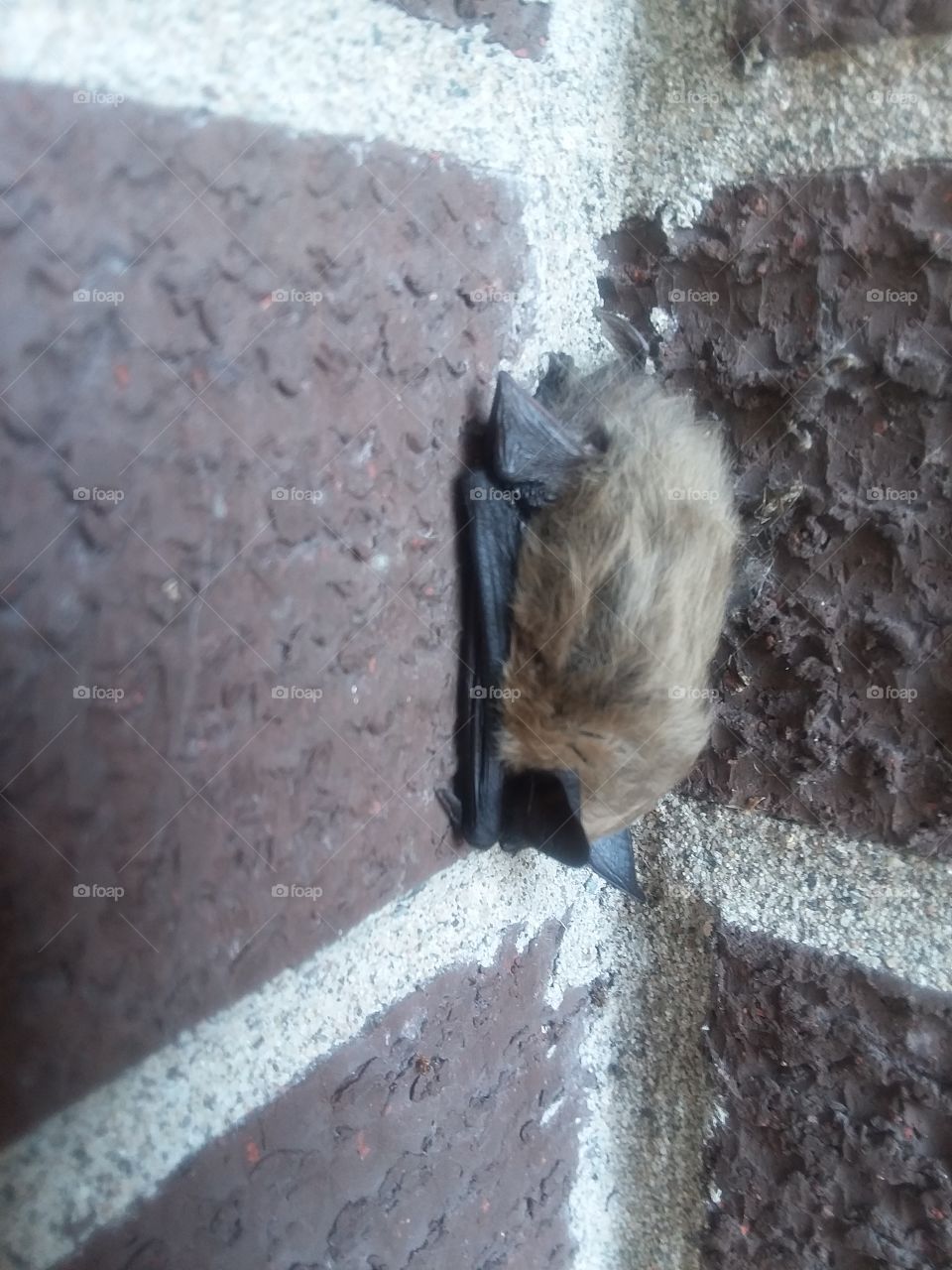 Little Brown Baby Bat