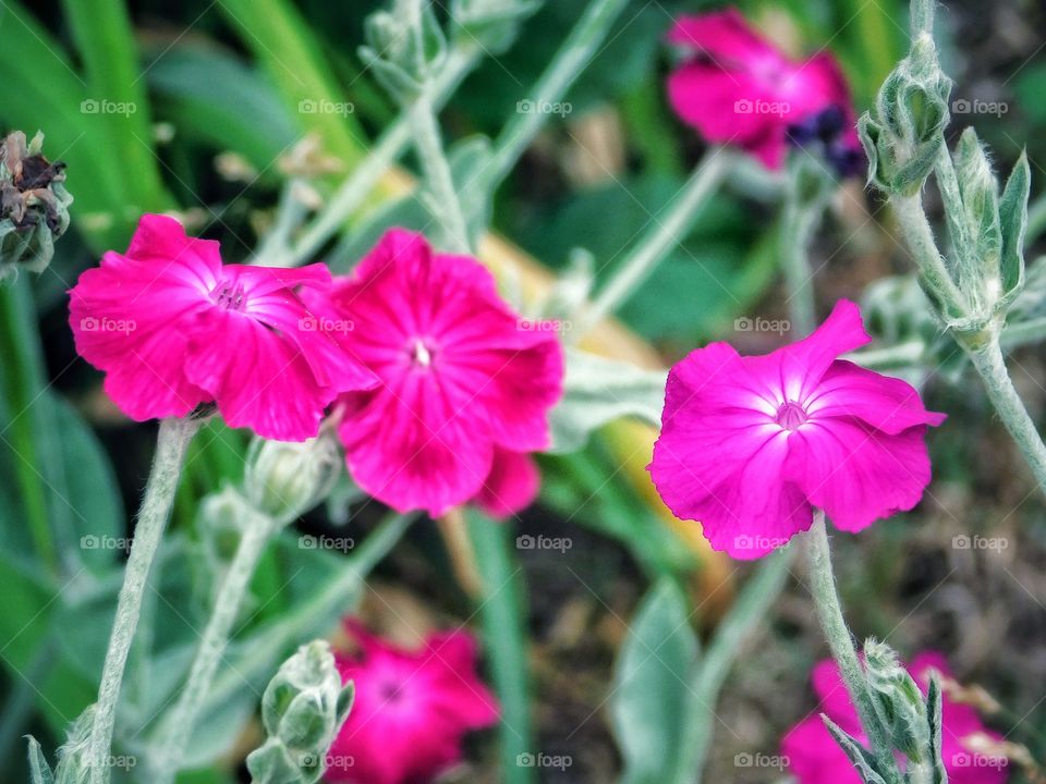 My gardens in full bloom...