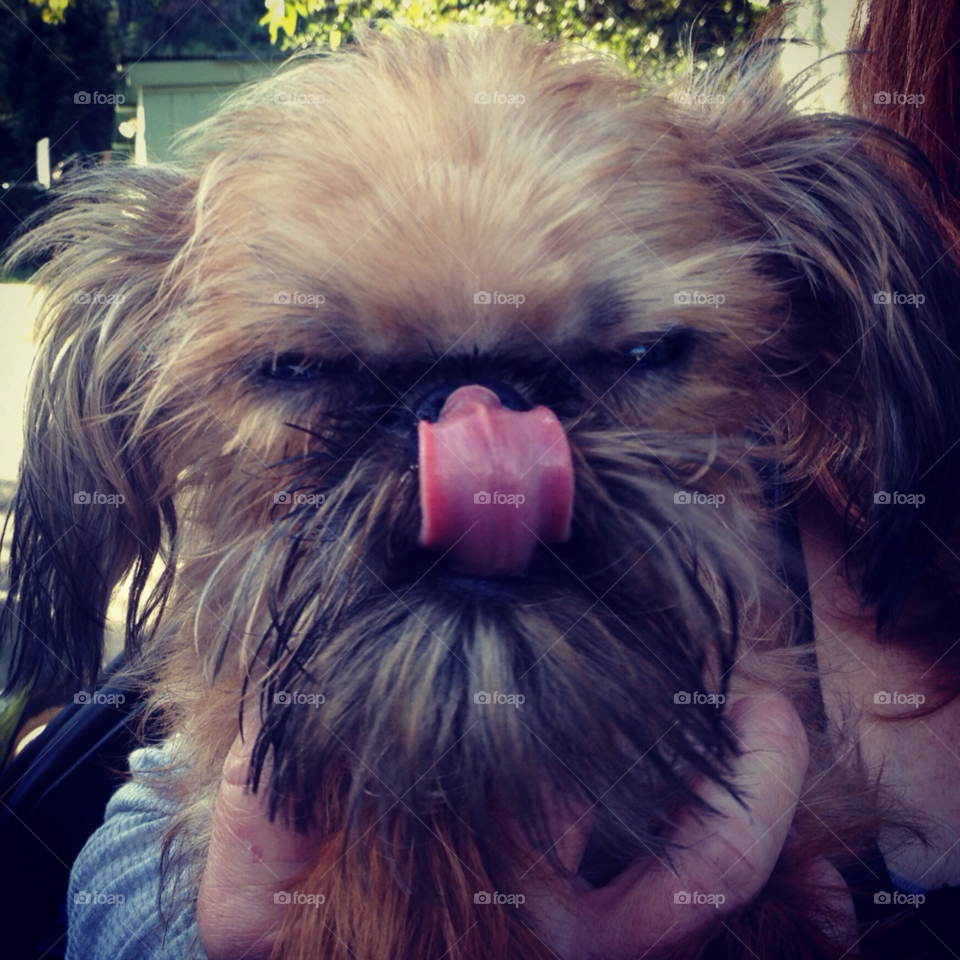 puppy small dog tongue griffon by caitlinlikes