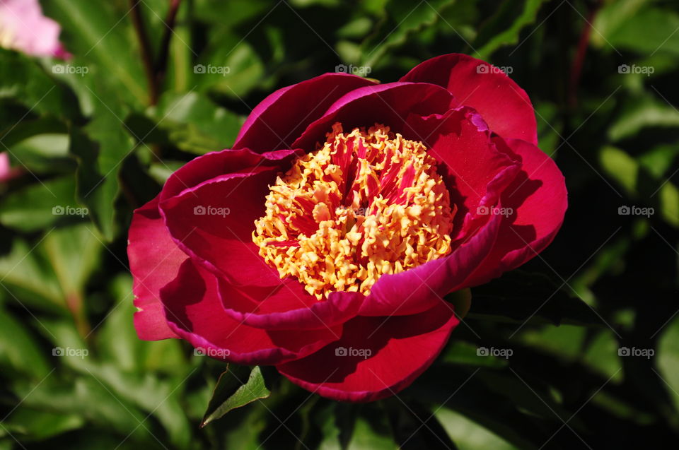 Close-up of a peony flower