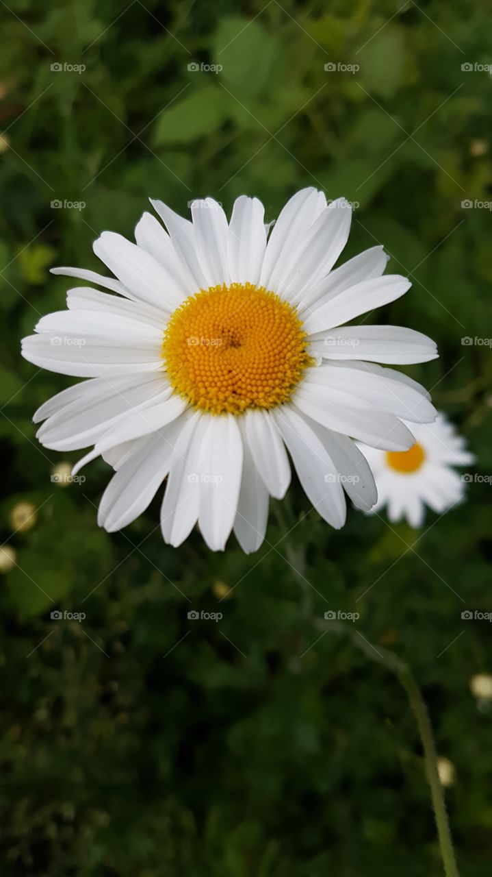 serene daisy found in nature