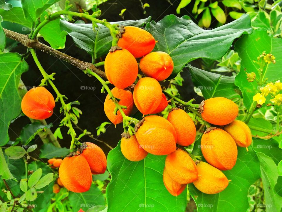 Sri lankan fruits