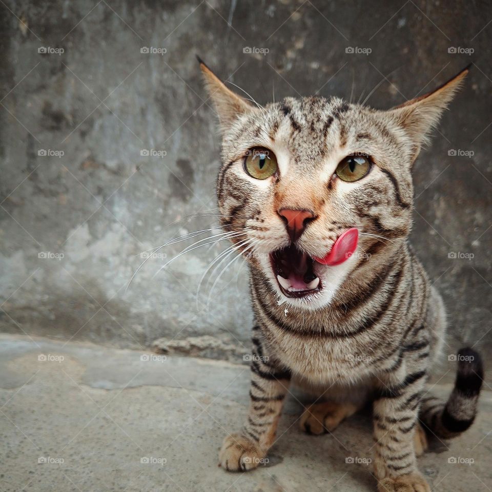 cat yawning after feeding.