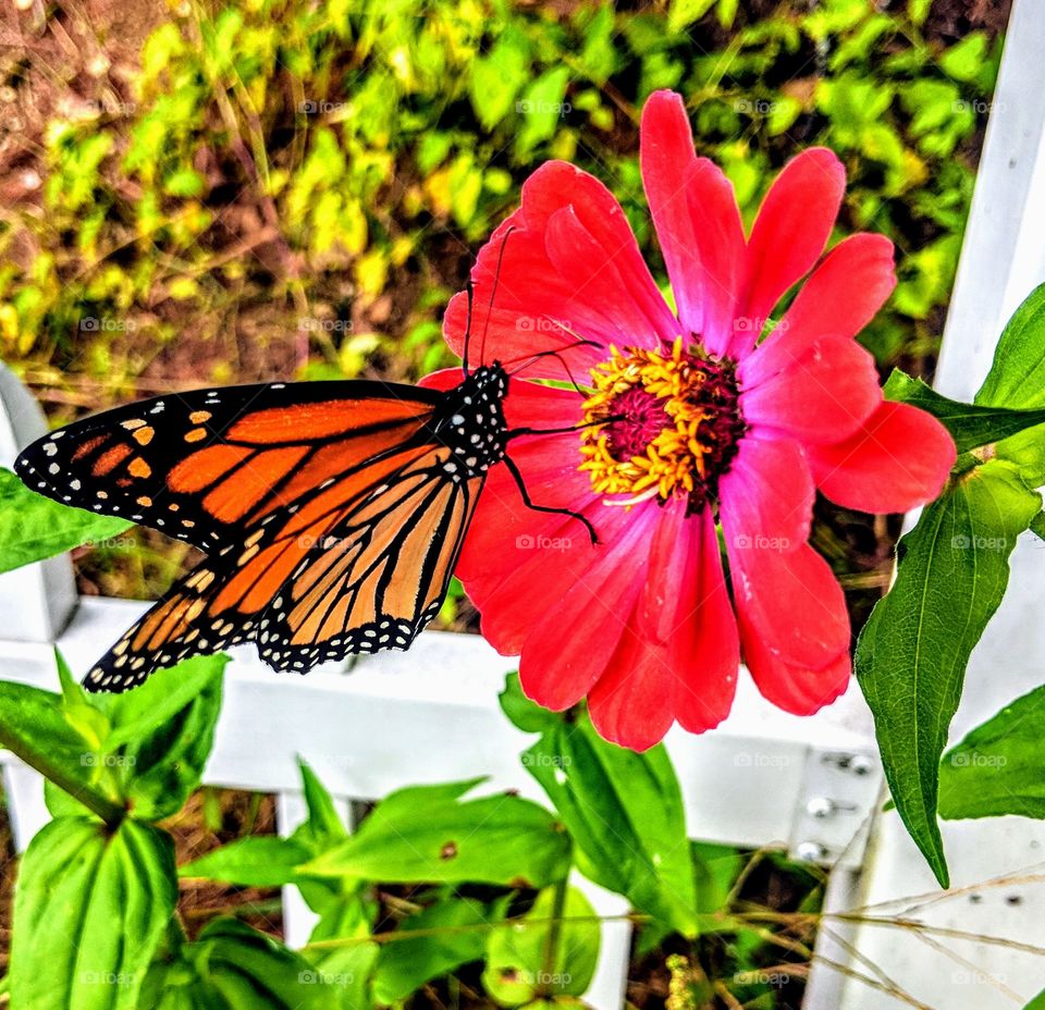 monarch butterfly on flower