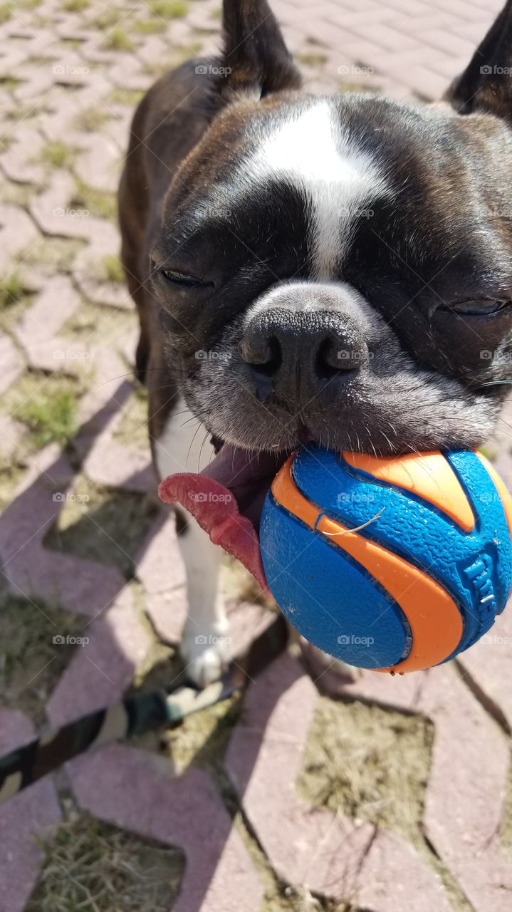 Boston terrier playing with a ball