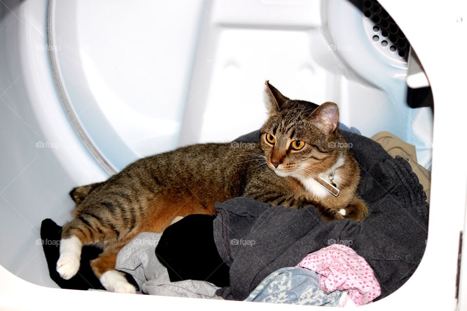 Kitty in Dryer
