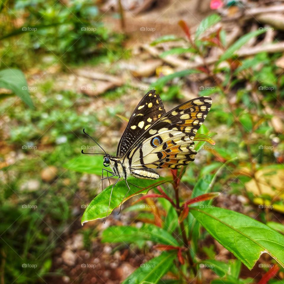 This butterfly loves to visit blooming flowers, more on small bushes than tall trees