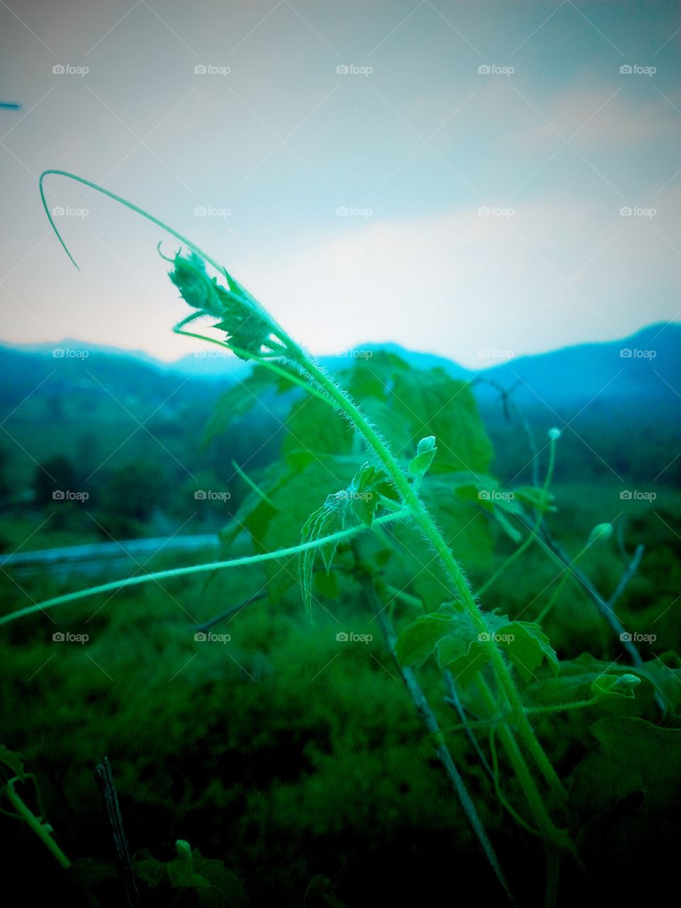 Nice plant with hills background