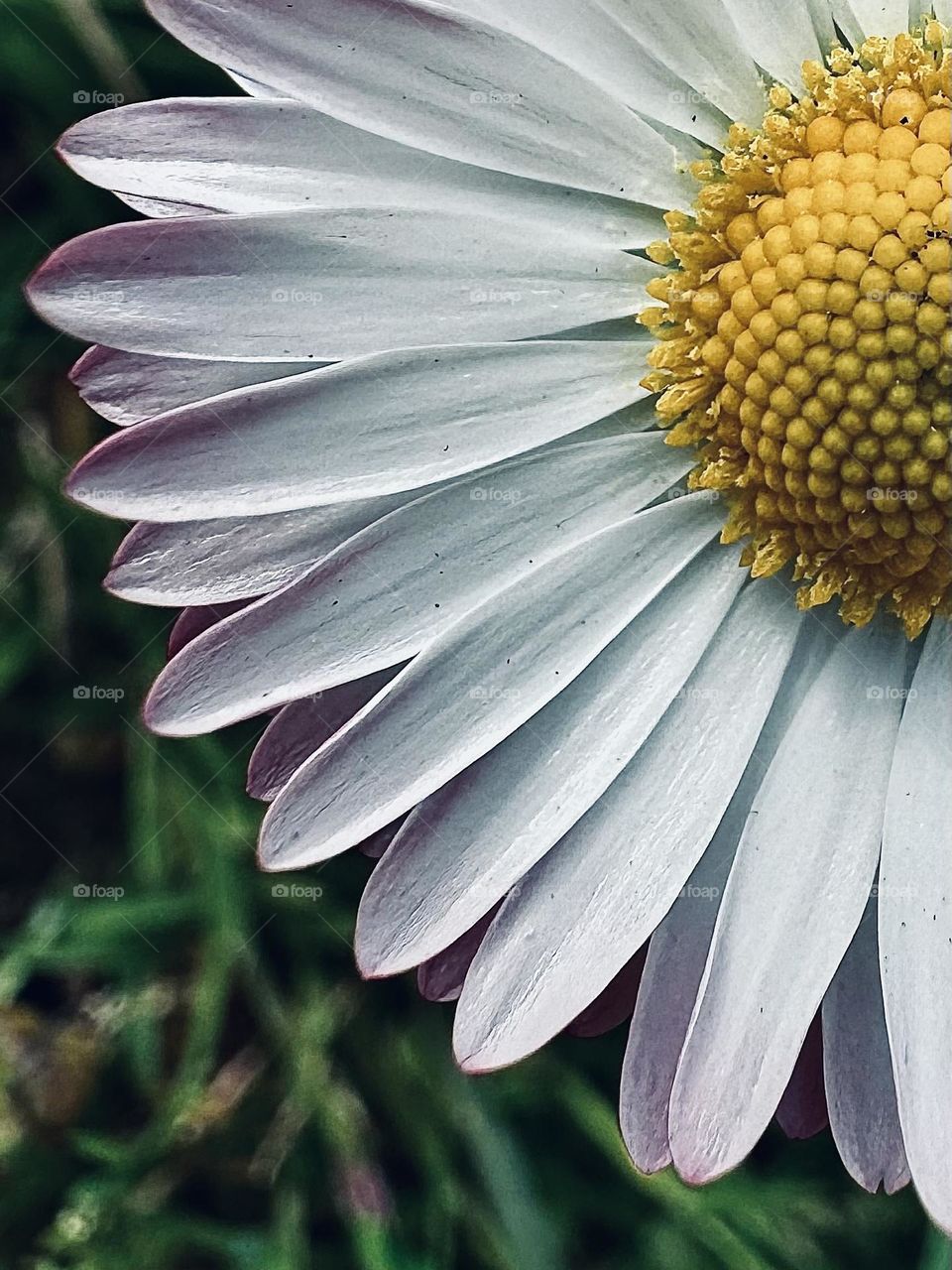 macro photo daisies