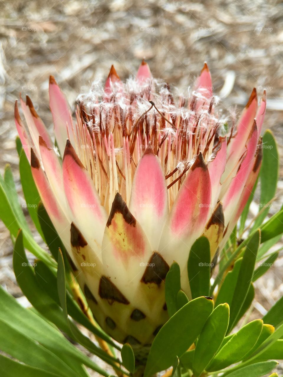 Cotton candy pink and wispy dreamy fluff on this seeding tropical flower blossom