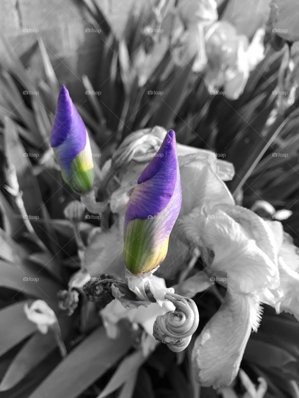 Purple Irish buds color pop