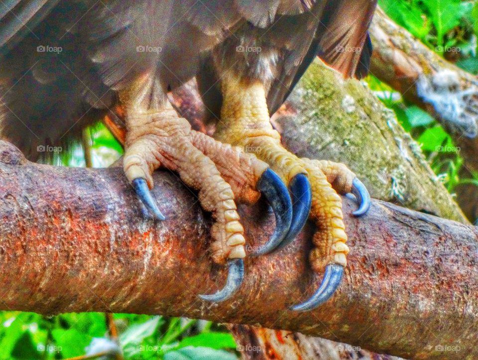 Sharp Talons Of A Bird Of Prey. Sharp Talons Of An American Bald Eagle