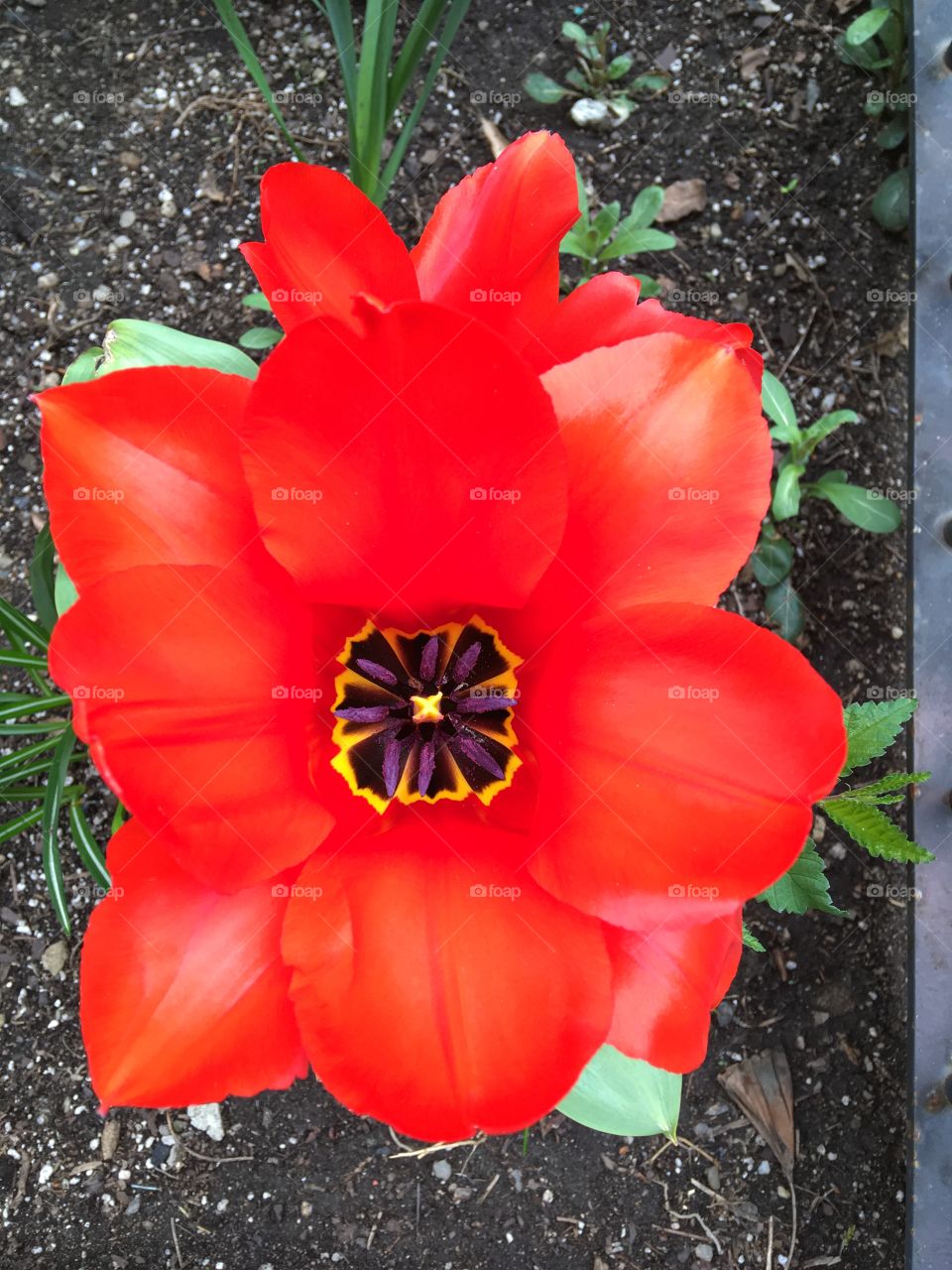 Didier’s Tulip is a beautiful flower. Planted outdoor. Good for summer plants. It had variety of colors but this one is red.