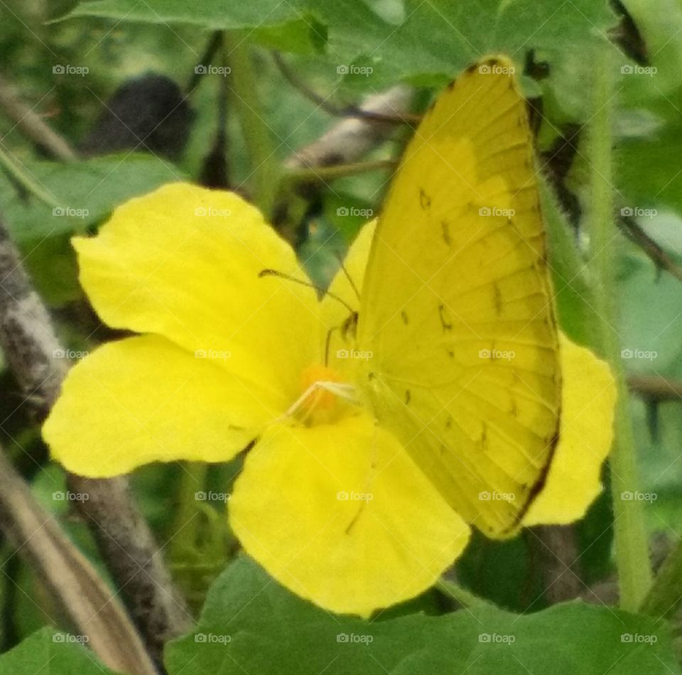 yellow flower with yellow butterfly