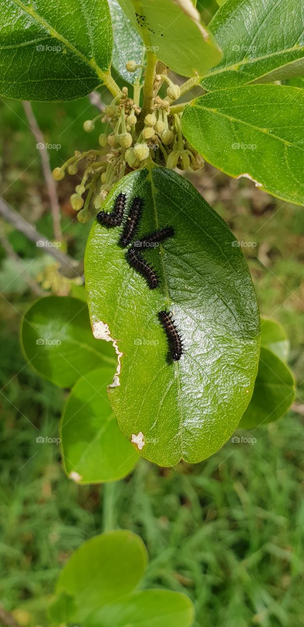 A group of hairy worms seeming to spell out some letters.