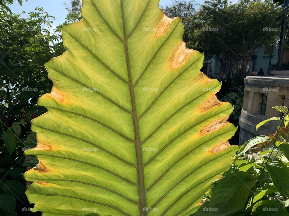 I live in the State of Florida and we do not have much of change for the seasons.  This is the best were going to get. 