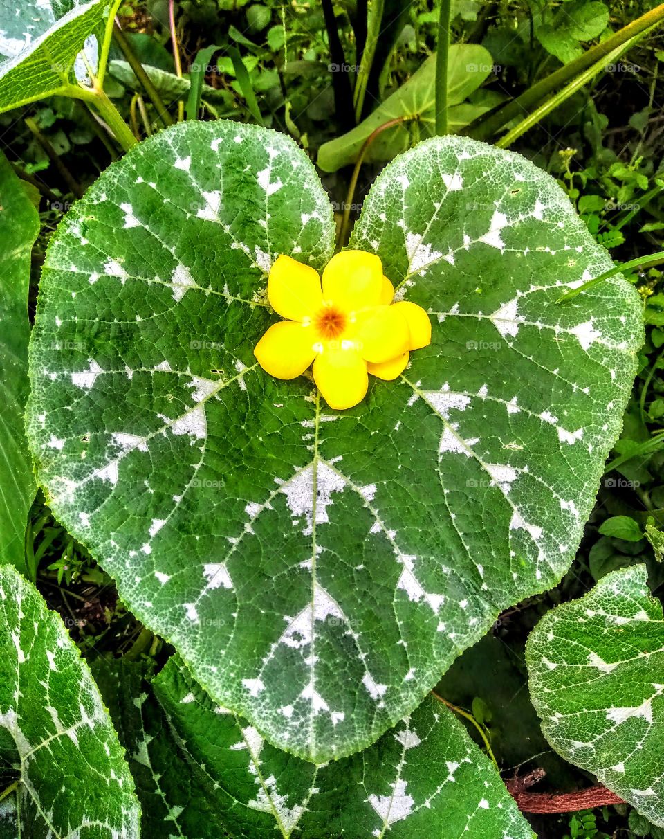 composición con flor y hoja