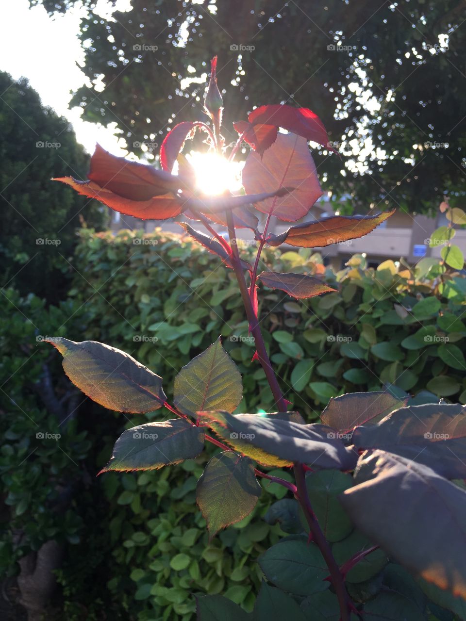 Sun thru a rose plant