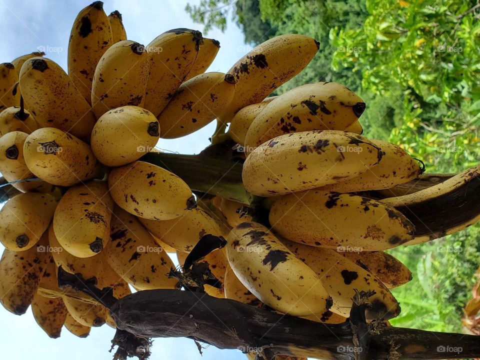 niño bananas