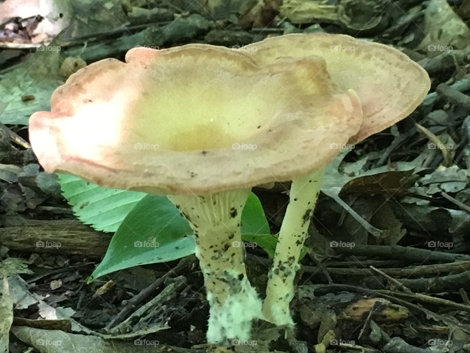 Mushroom