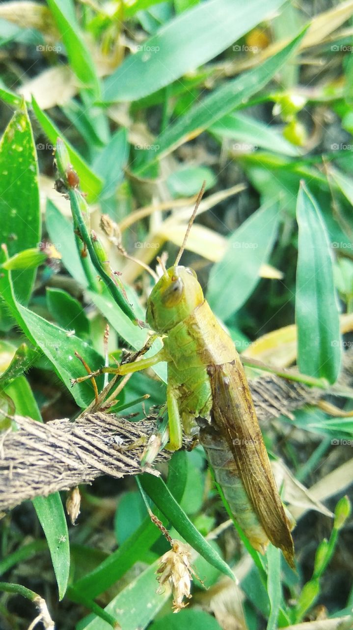 This is a beautiful butterfly