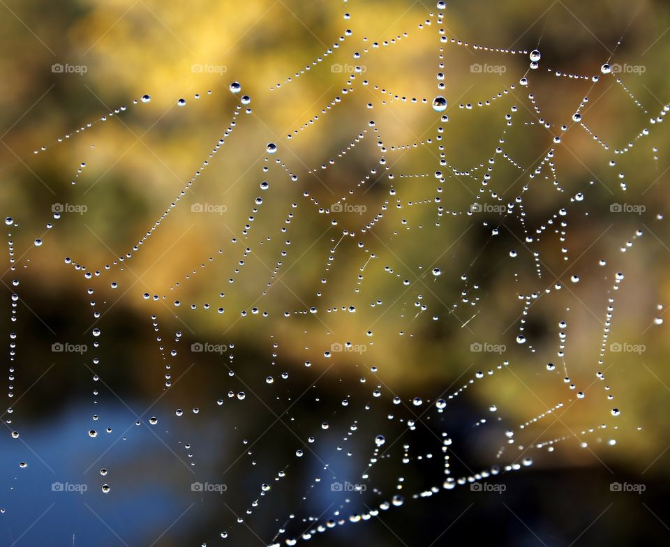 close up of a fall dewdrop spider web
