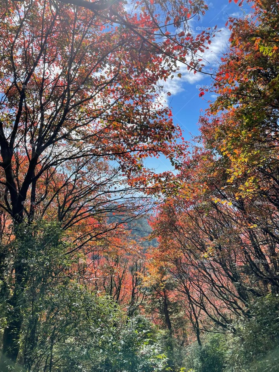 Enjoy the beautiful maple forest landscape in the mountain