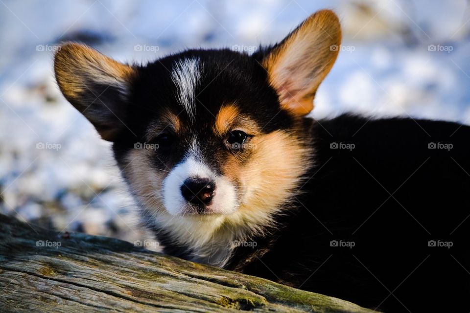 Welsh corgi