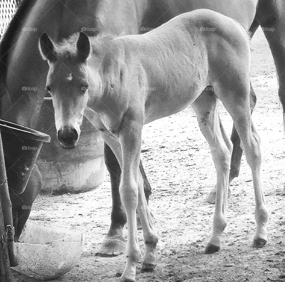 black and white baby horse standing by mother