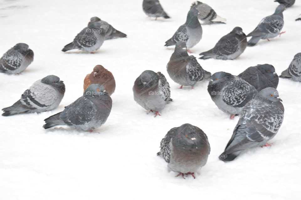 birds doves sitting in the snow in snowfall winter time