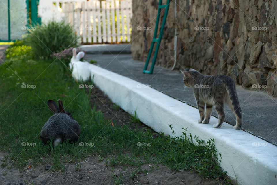 Cat and rabbits