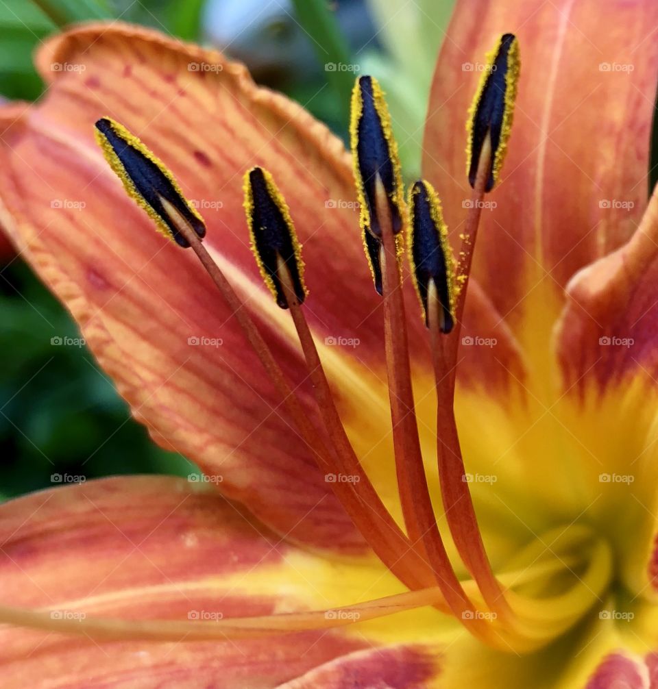 The first daylily of the year; pollen-dusted stamens beckon to the bee. Come drink and celebrate the season of growth!