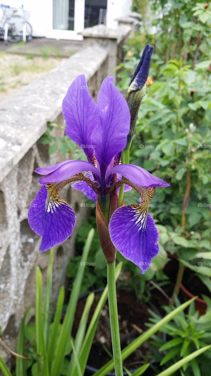 iris
