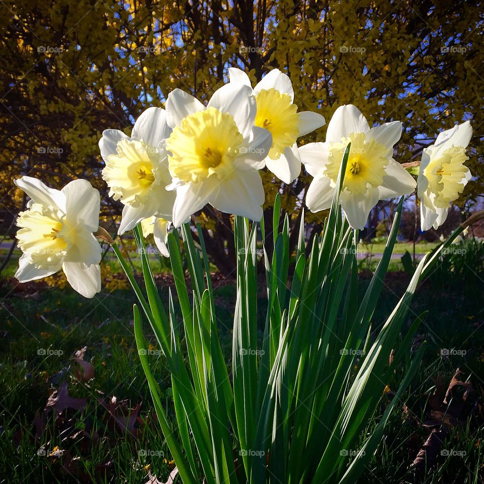 Daffodils 