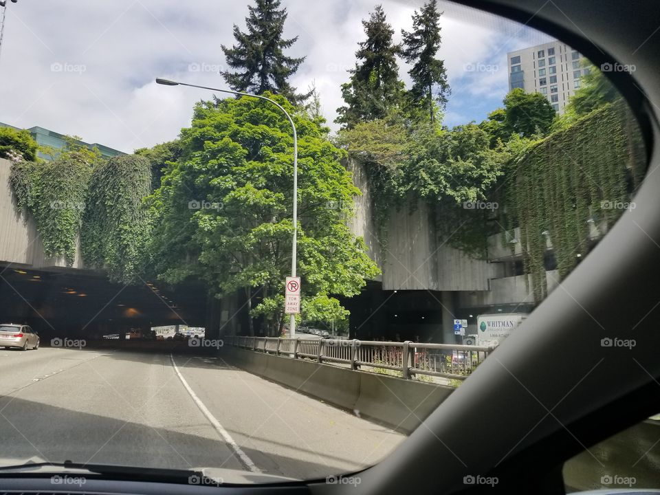 Vines hanging over Seattle Traffic
