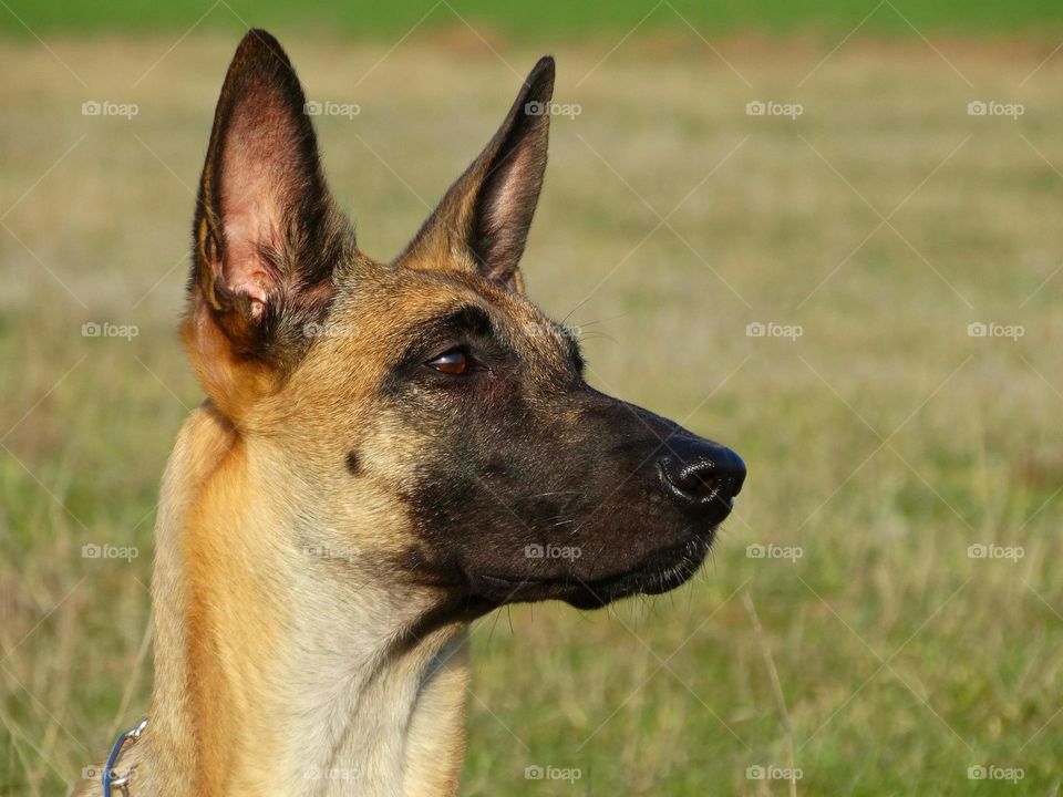 Belgian shepherd malinois