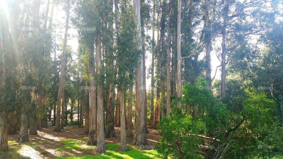 California eucalyptus grove, UC-Berkeley campus.