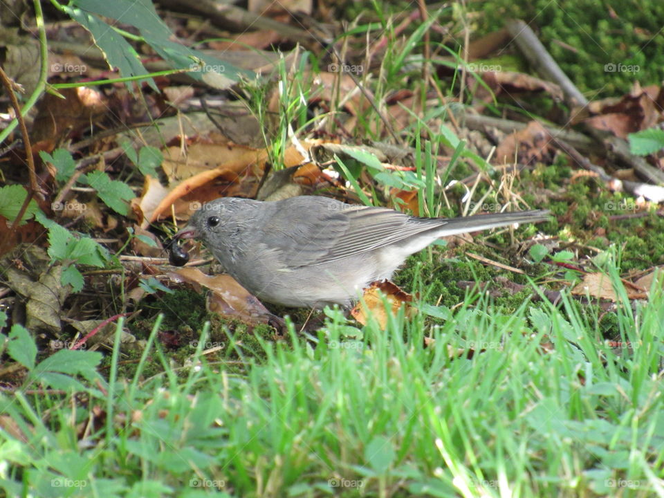 Small gray bird eating wild berries.