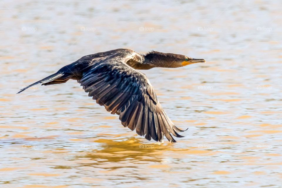 Bird In Flight Over Still Blue Water