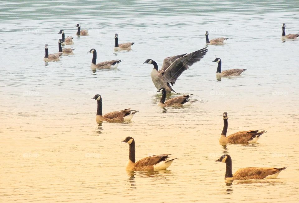 wing span of a goose!