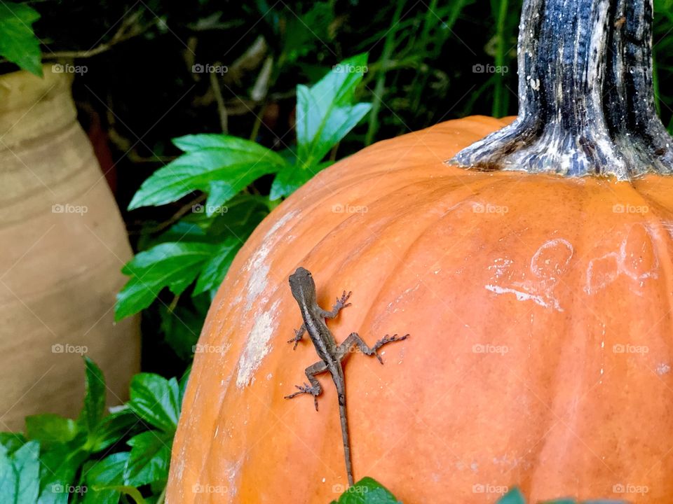 Visitor on Halloween pumpkin decoration