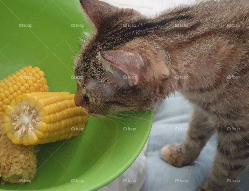 cat trying to steal corn
