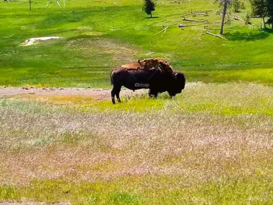 The buffalo