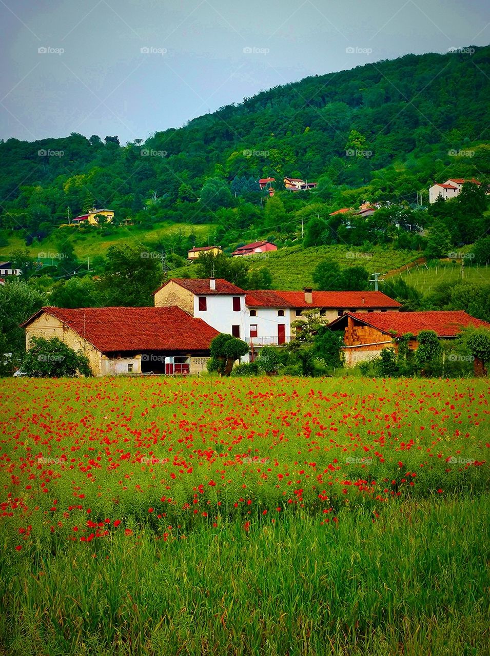 House across the poppy field