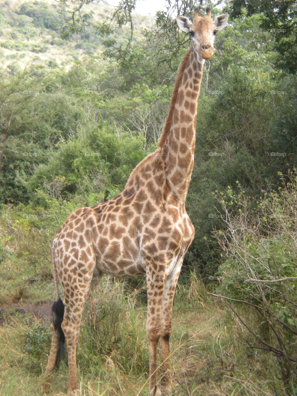 Giraffe while on safari