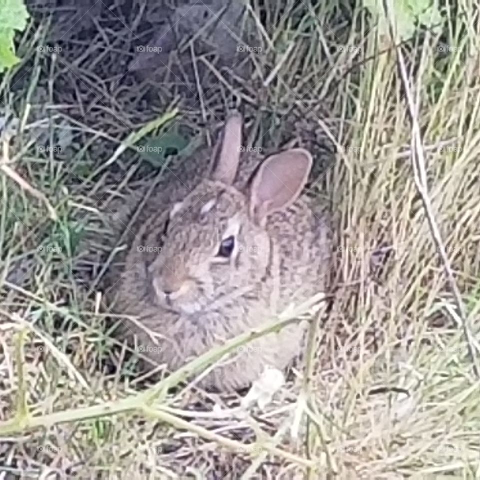 Bunny in the bushes