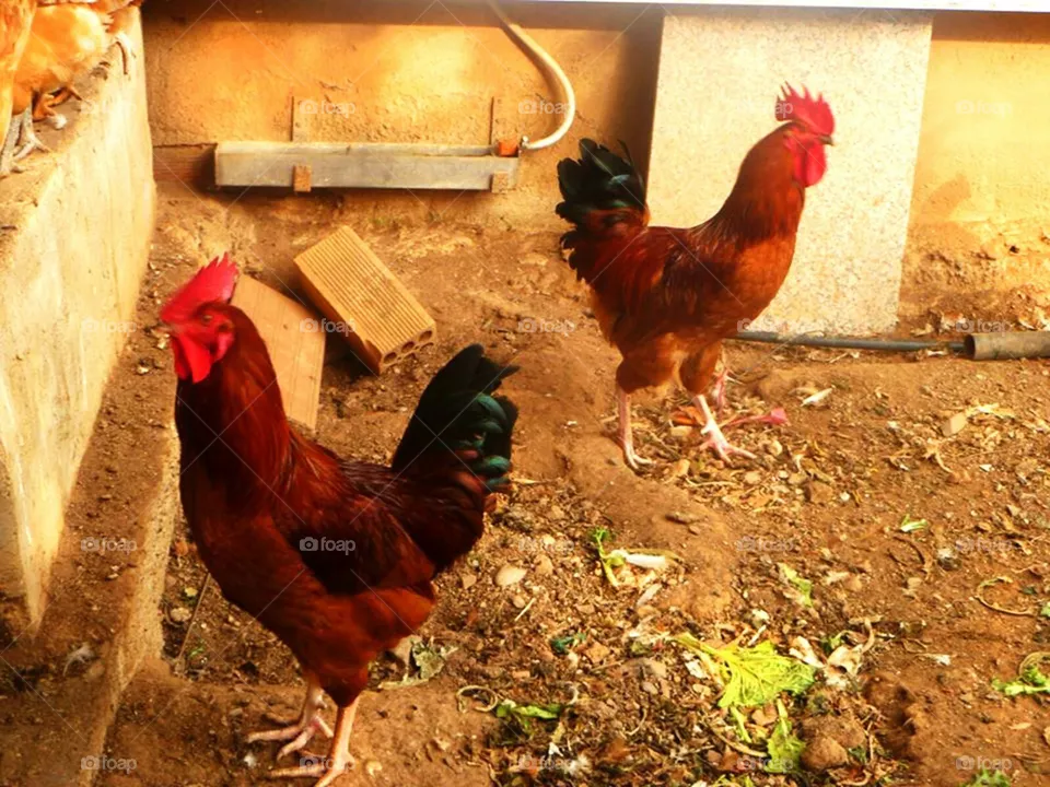 chiken