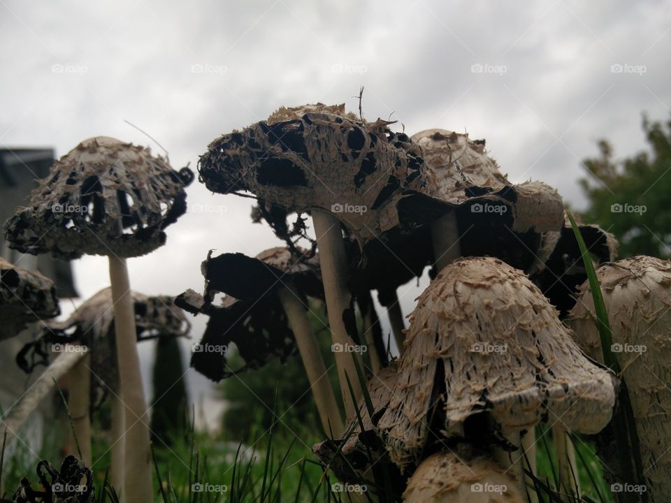 Mushroom, Fungus, No Person, Nature, Wood