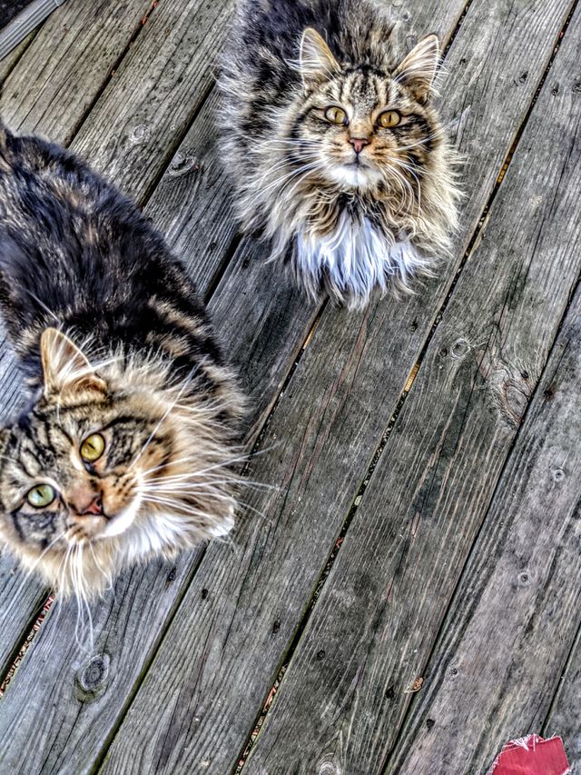 cats