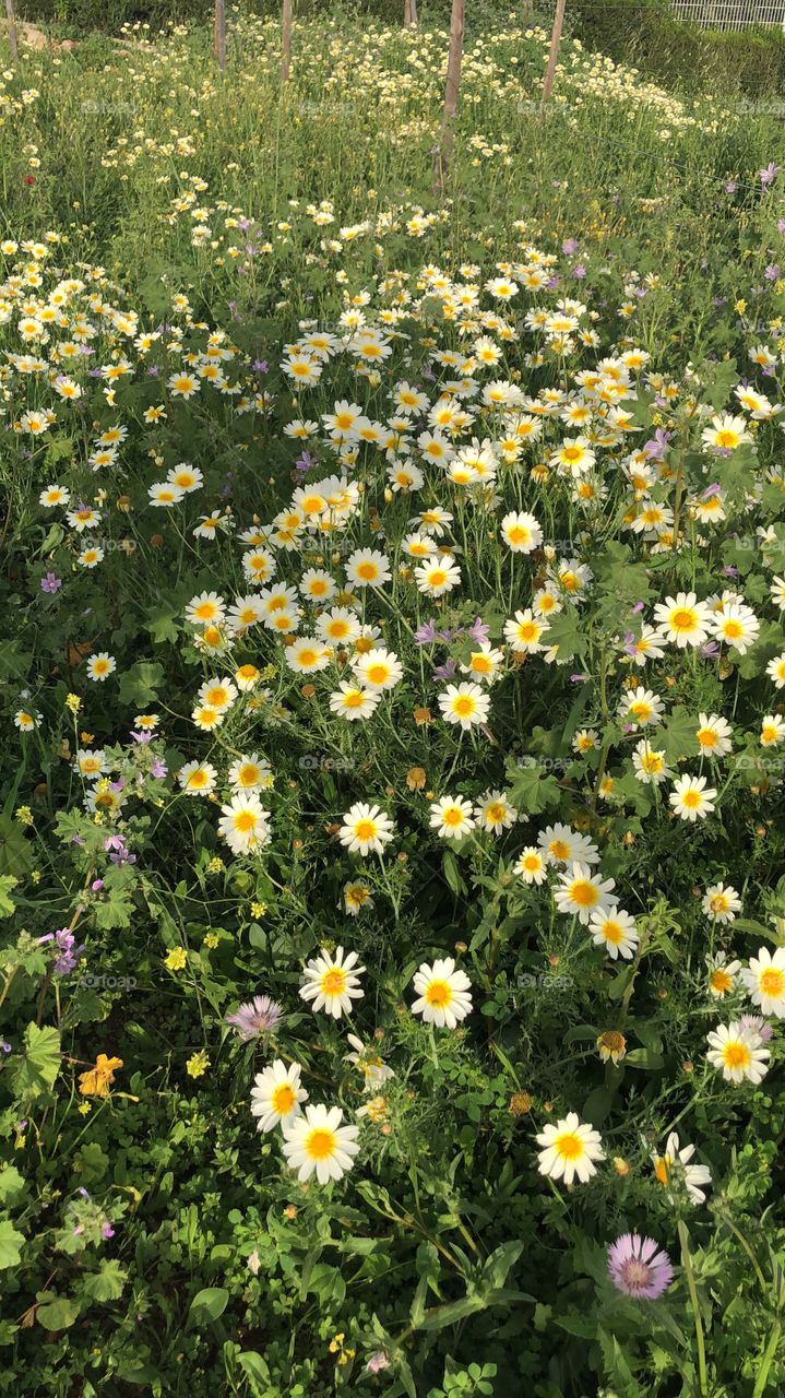 Daisy field 